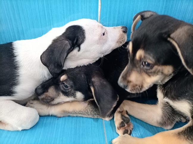 Rescatan a tres ''perritos sagrados'' en Chichén Itza y los ofrecen en adopción